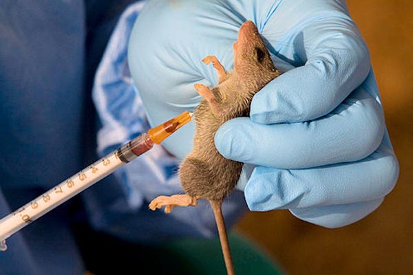 Lassa fever outbreak in Benue State