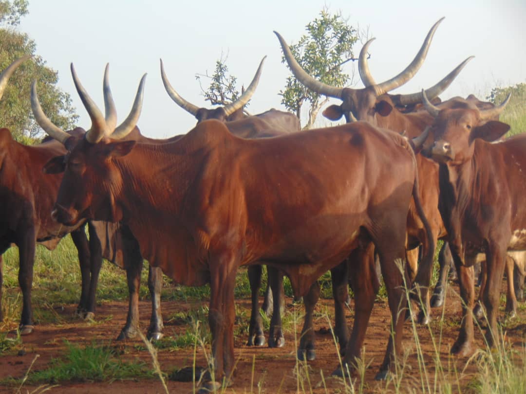 Cows in Gembu