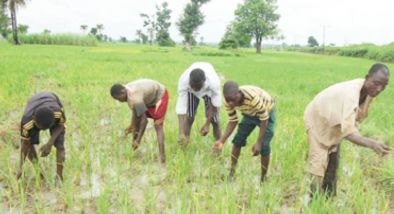 Farmers tending to crops during the dry season
