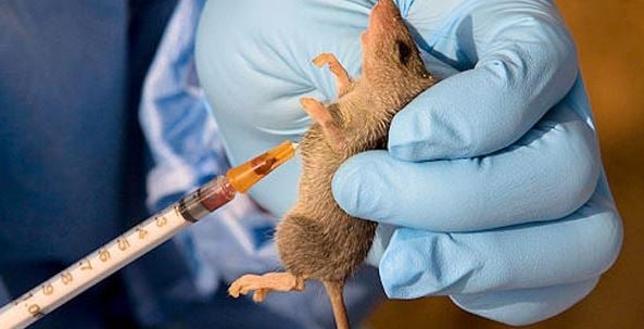 Image related to Lassa Fever outbreak awareness