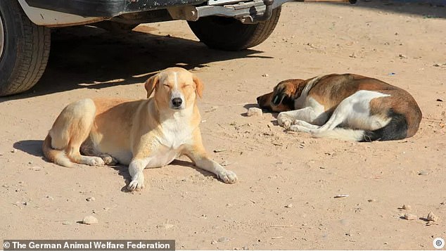 A stray dog on the streets of Morocco, highlighting the plight of strays amid World Cup preparations.