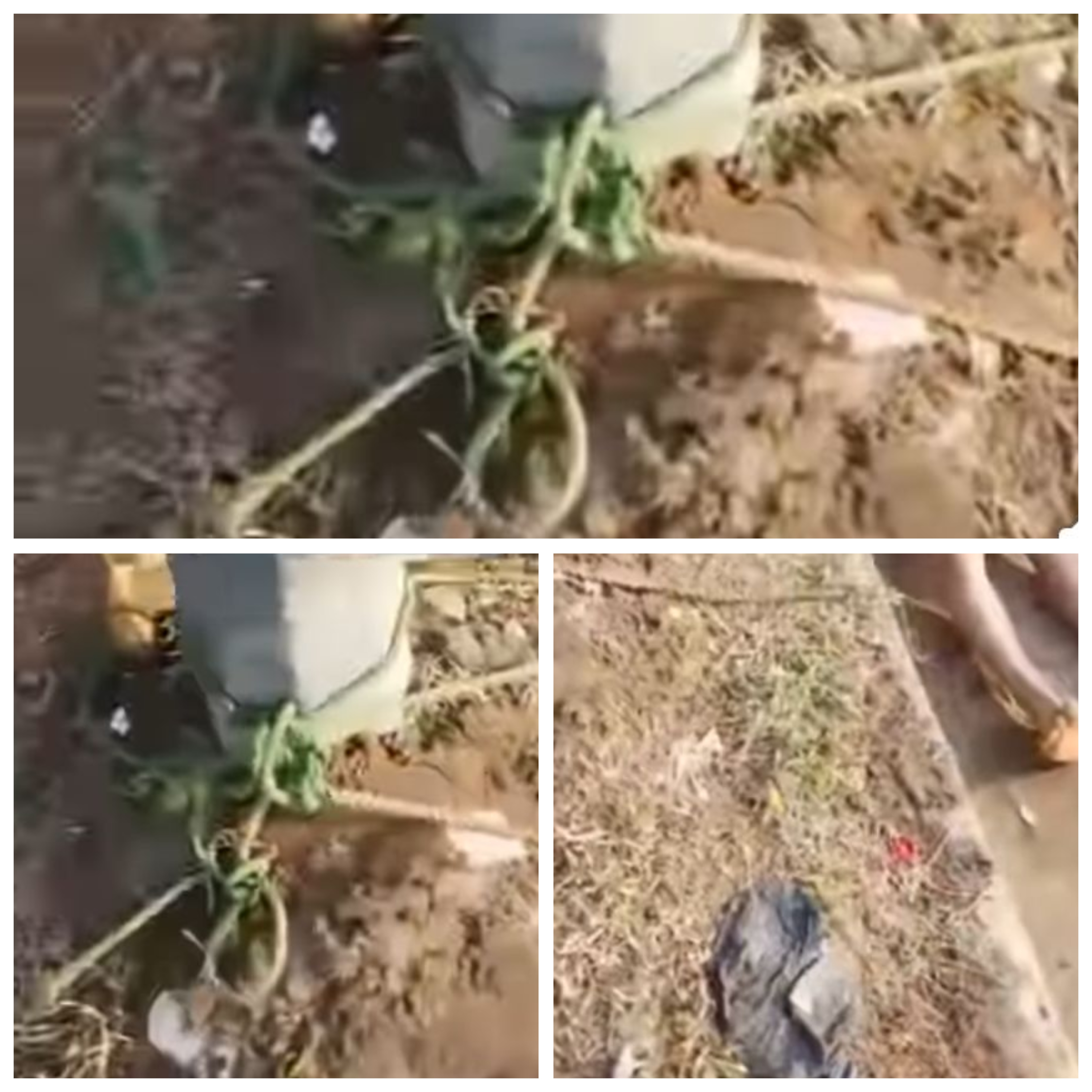 Unidentified man's body found tied to a pole in Ekiti