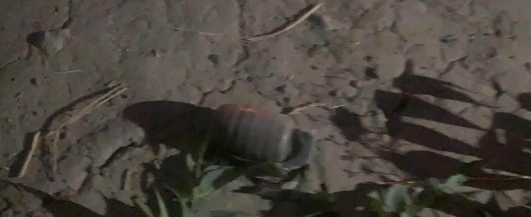 Nigerian soldiers in action during a military operation.