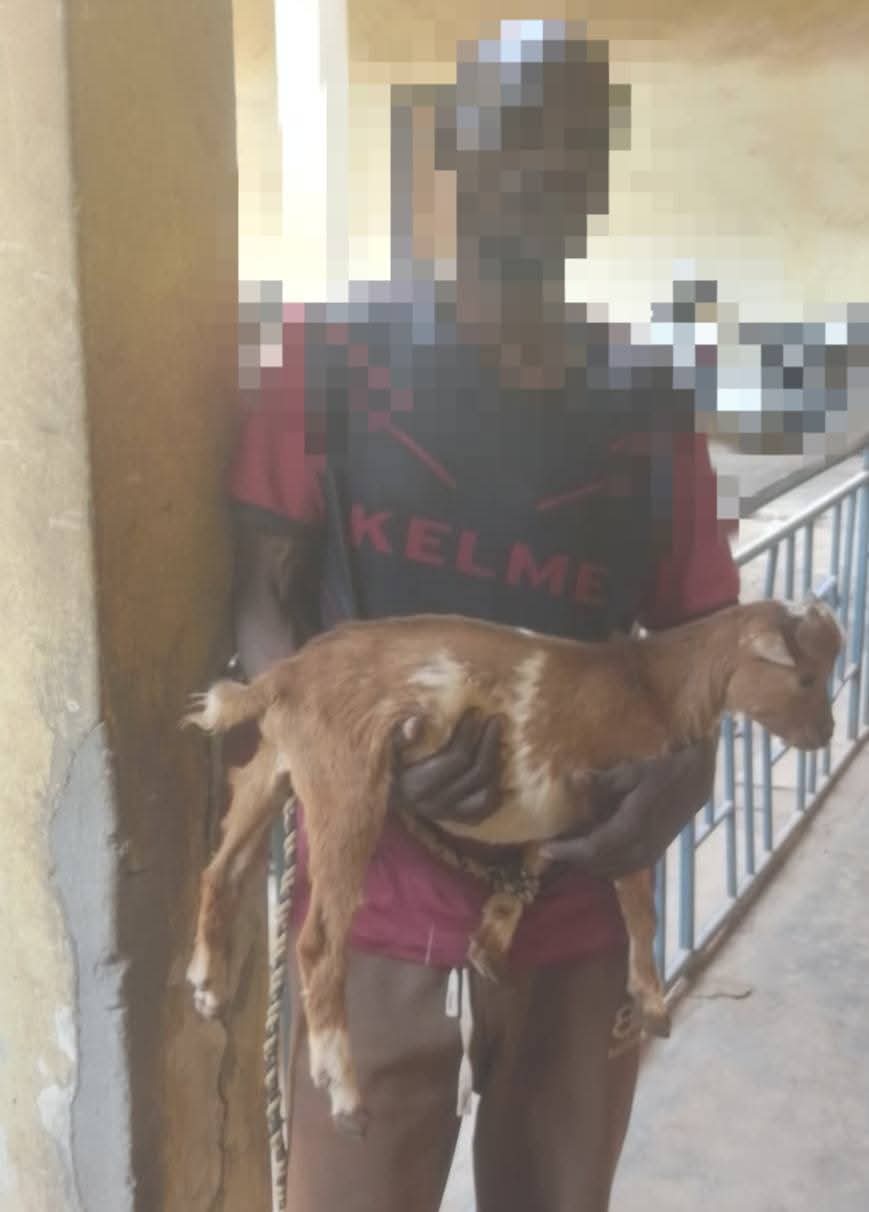 An 18-year-old boy sentenced for stealing a pregnant goat in Kaduna