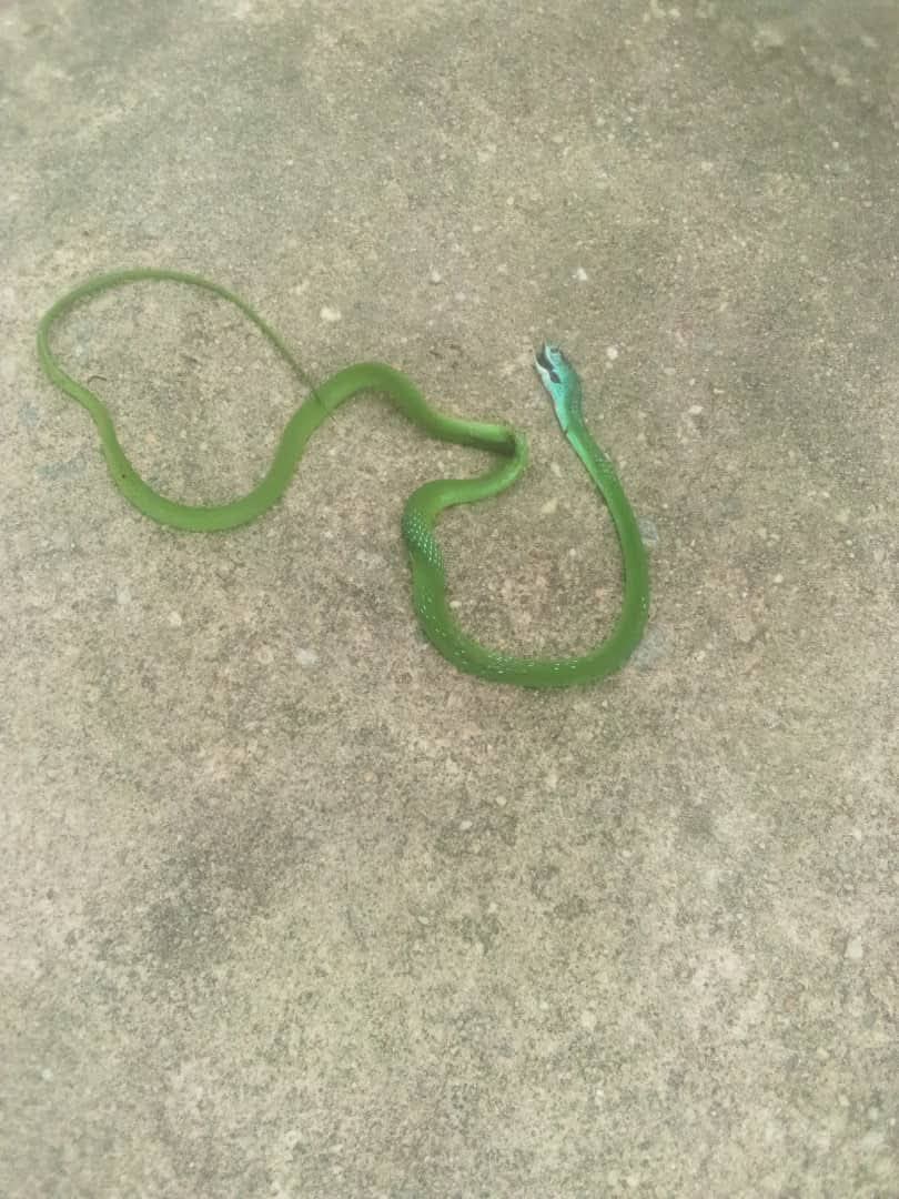 A green snake found inside a tiled apartment.