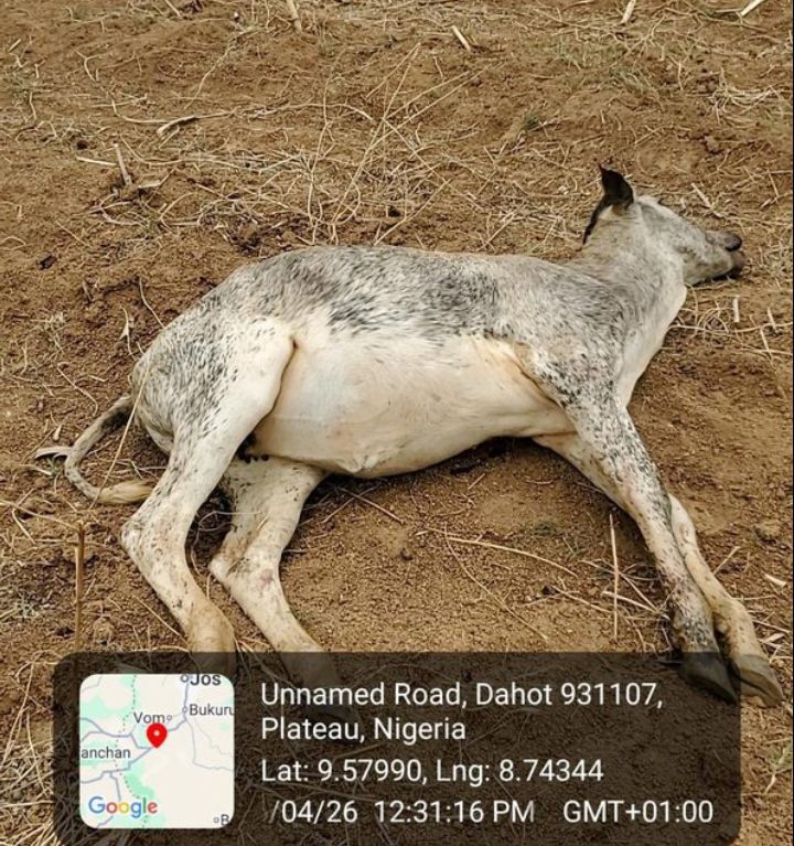 File image of cattle