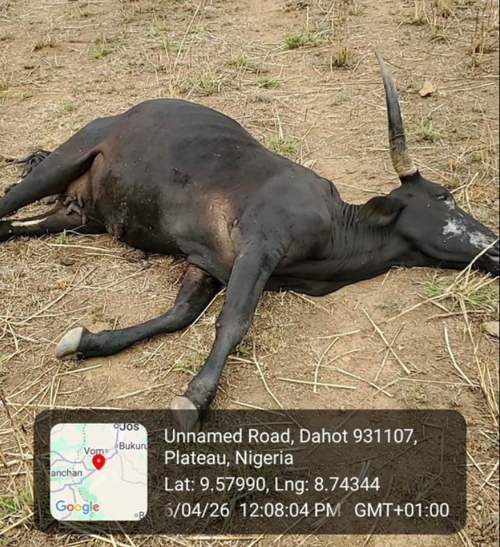 File image of cattle