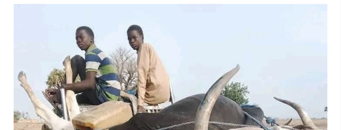 A file photo showing cattle.