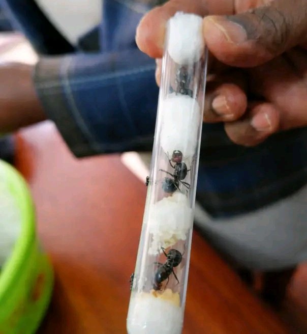 Chinese national arrested for attempting to smuggle 2,000 queen ants from Kenya