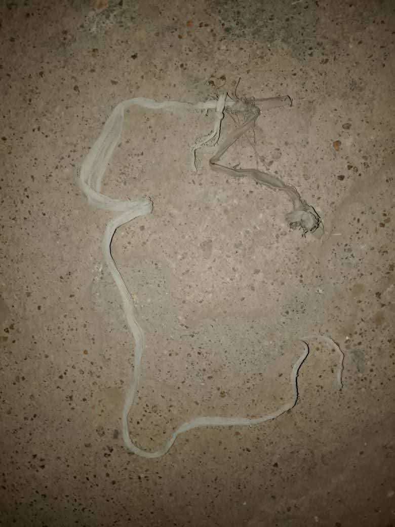 Image of the Bauchi State police involved in the investigation