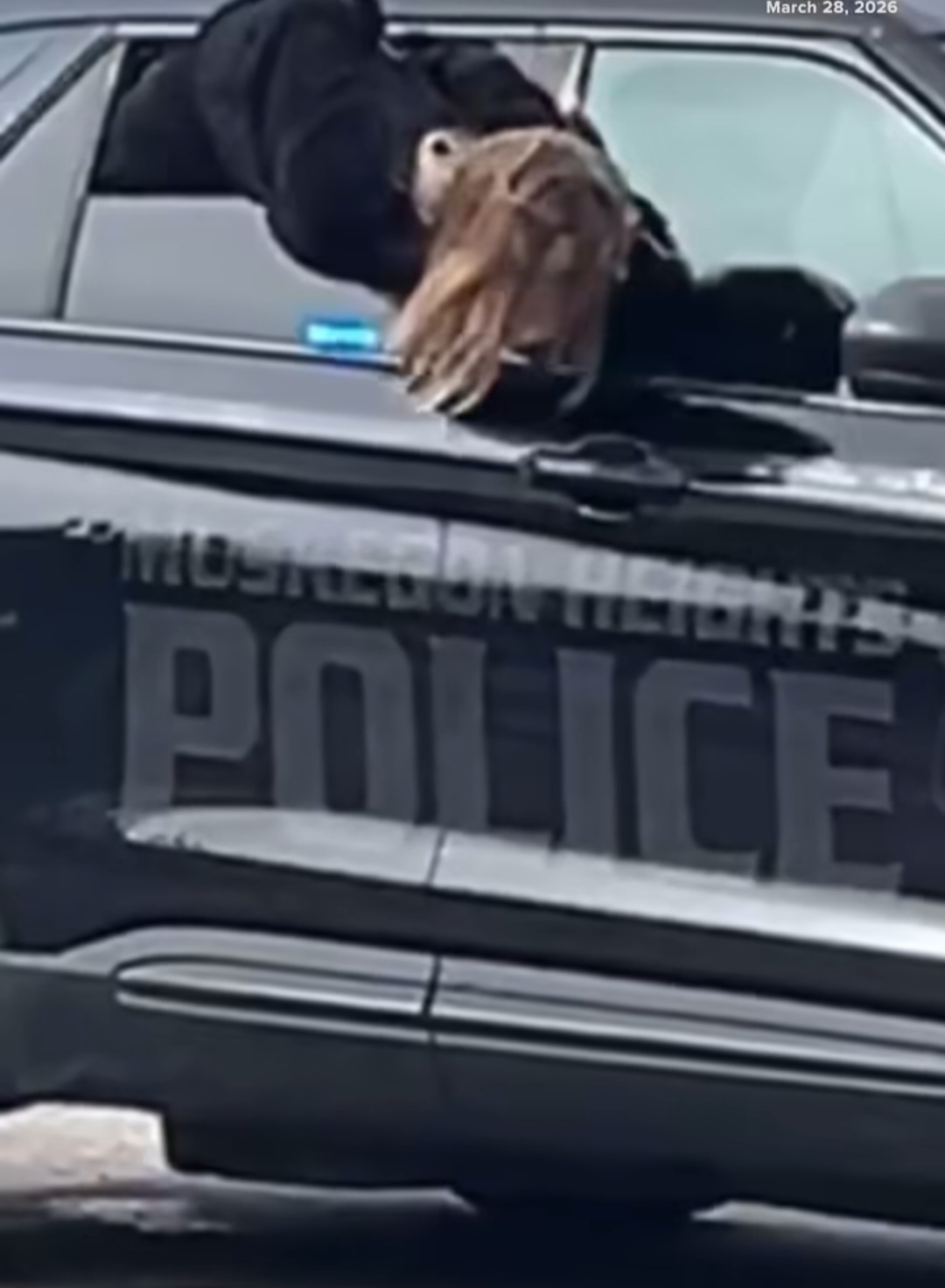 A woman escaping from a police car through an open window.