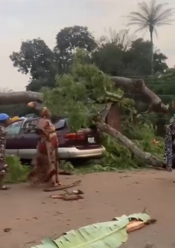 Image showing the scene of the accident where the tree fell on the bus in Enugu.